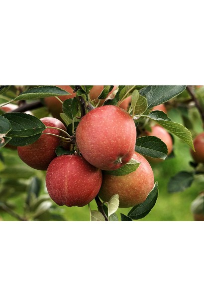 Яблуня зимова Еліза плоди